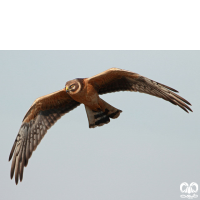 گونه سنقر سفید Pallid Harrier